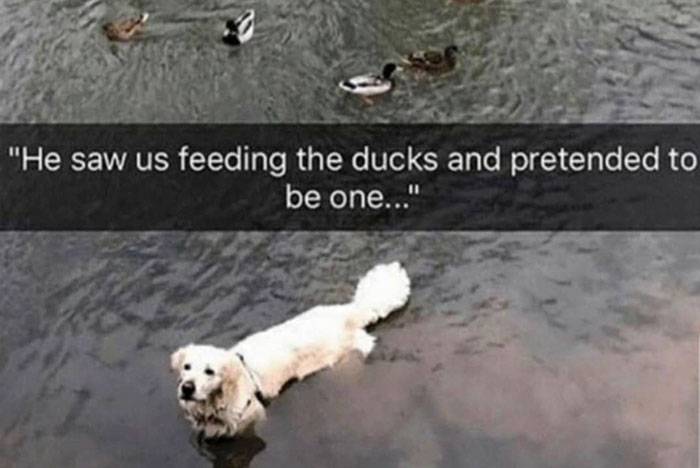 cute dog funny memes - "He saw us feeding the ducks and pretended to be one..."