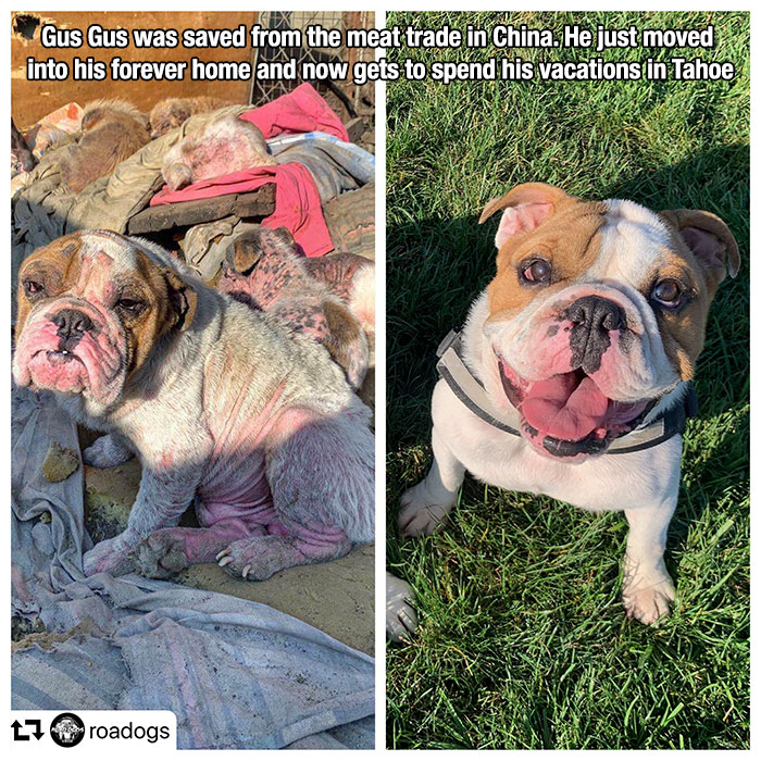 old english bulldog - Gus Gus was saved from the meat trade in China. He just moved into his forever home and now gets to spend his vacations in Tahoe Liroadogs