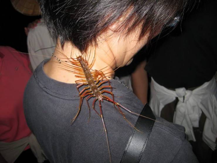 huge house centipede