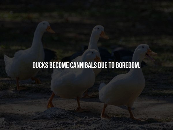 duck - Ducks Become Cannibals Due To Boredom.