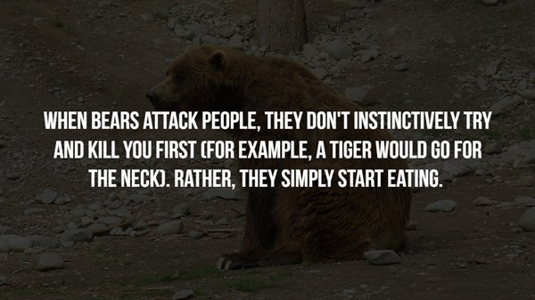 eastern market, washington, d.c. - When Bears Attack People, They Don'T Instinctively Try And Kill You First For Example, A Tiger Would Go For The Neck. Rather, They Simply Start Eating.