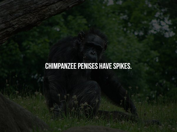 wildlife - Chimpanzee Penises Have Spikes.