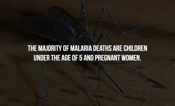 boo squad - The Majority Of Malaria Deaths Are Children Under The Age Of 5 And Pregnant Women.