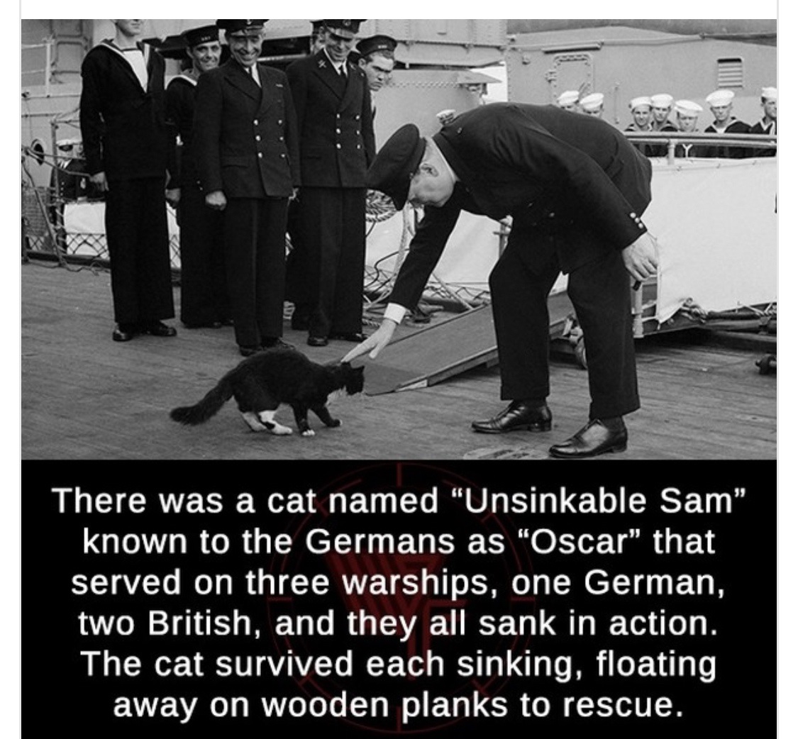 unsinkable sam - There was a cat named "Unsinkable Sam" known to the Germans as "Oscar that served on three warships, one German, two British, and they all sank in action. The cat survived each sinking, floating away on wooden planks to rescue.