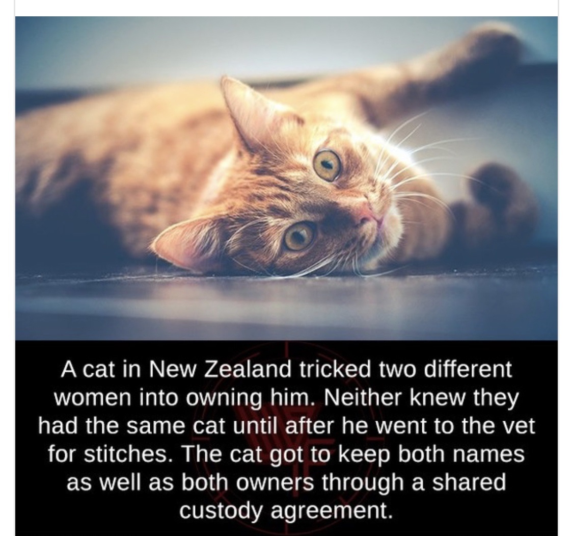 A cat in New Zealand tricked two different women into owning him. Neither knew they had the same cat until after he went to the vet for stitches. The cat got to keep both names as well as both owners through a d custody agreement.