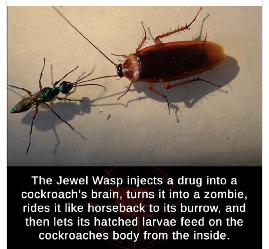 cockroach - The Jewel Wasp injects a drug into a cockroach's brain, turns it into a zombie, rides it horseback to its burrow, and then lets its hatched larvae feed on the cockroaches body from the inside.