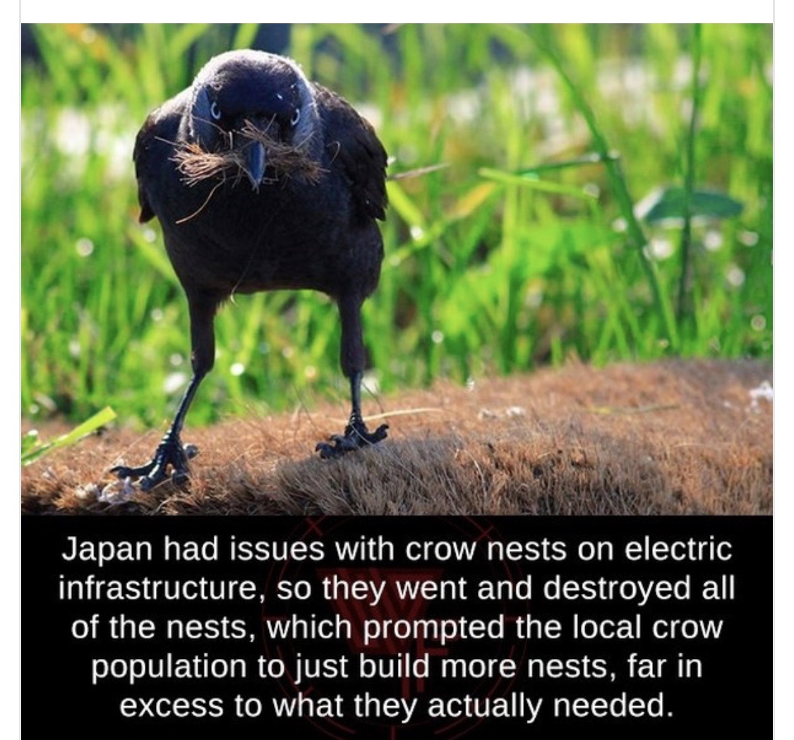 Japan had issues with crow nests on electric infrastructure, so they went and destroyed all of the nests, which prompted the local crow population to just build more nests, far in excess to what they actually needed.