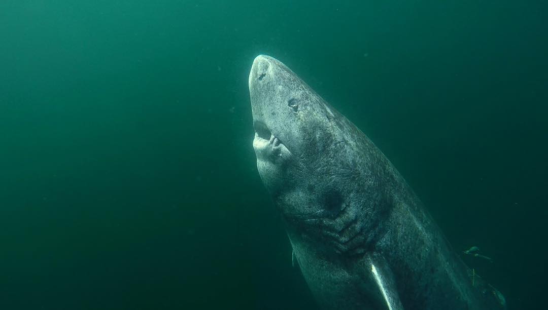 392 year old shark that was recently discovered in the arctic ocean