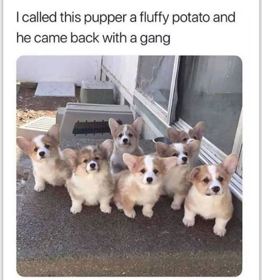corgi memes - I called this pupper a fluffy potato and he came back with a gang