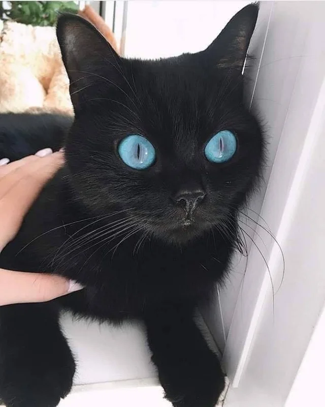 black cat with blue eyes