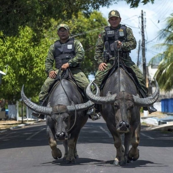 military police brazil water buffalo