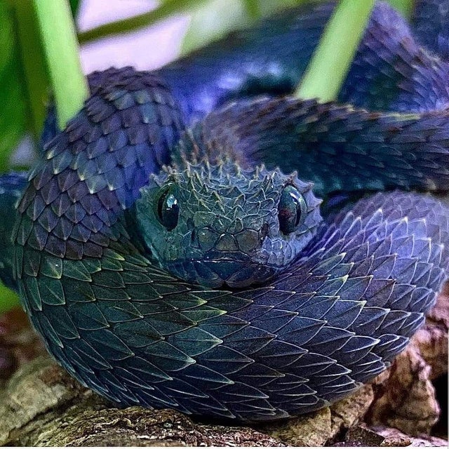 cute danger noodle