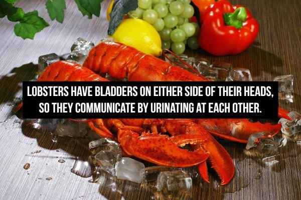 german seafood - Lobsters Have Bladders On Either Side Of Their Heads, So They Communicate By Urinating At Each Other. Me