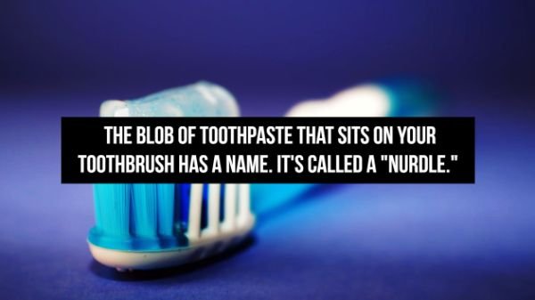 toothbrush - The Blob Of Toothpaste That Sits On Your Toothbrush Has A Name. It'S Called A "Nurdle."