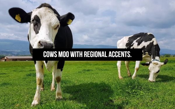 Cows Moo With Regional Accents.