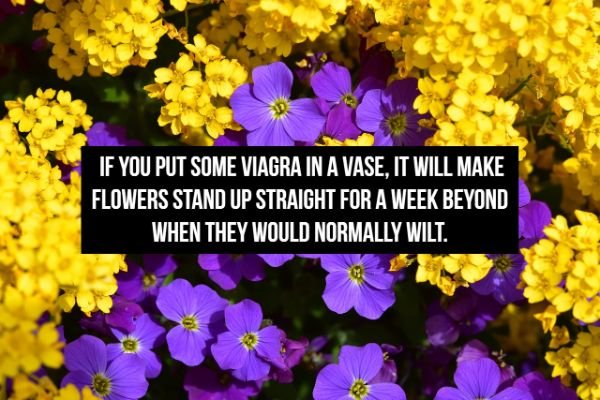 purple and yellow flowers - If You Put Some Viagra In A Vase, It Will Make Flowers Stand Up Straight For A Week Beyond When They Would Normally Wilt.