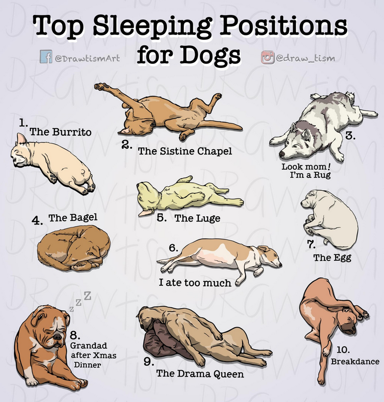 cartoon - Top Sleeping Positions Redrawitiomart for Dogs gedraw_tism 1. The Burrito 3. 2. The Sistine Chapel Look mom! I'm a Rug 4. The Bagel 5. The Luge 6. 7. The Egg I ate too much 8. Grandad after Xmas Dinner 10. Breakdance 9. The Drama Queen