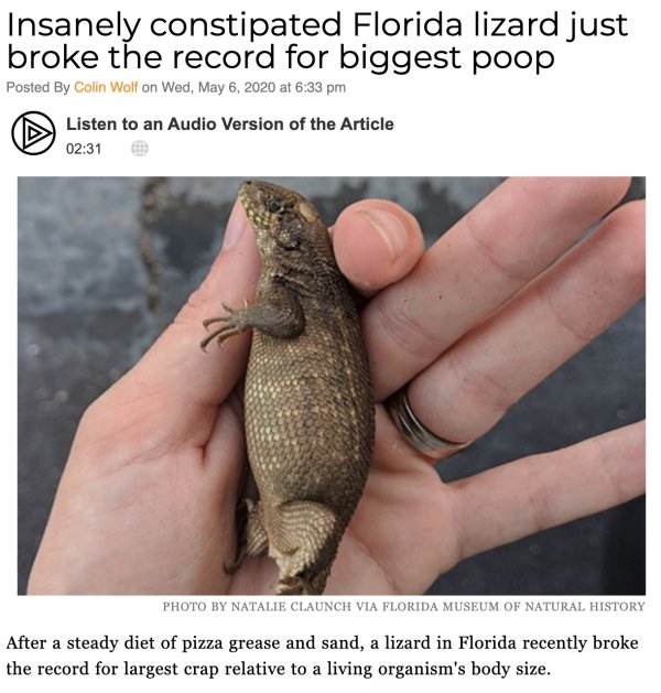 Insanely constipated Florida lizard just broke the record for biggest poop Posted By Colin Wolf on Wed, at Listen to an Audio Version of the Article Photo By Natalie Claunch Via Florida Museum Of Natural History After a steady diet of pizza grease and…