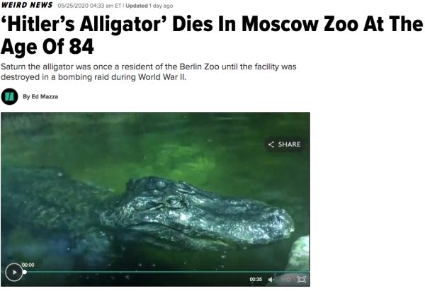 alligator - Weird News 05252020 Et Updated 1 day ago 'Hitler's Alligator' Dies In Moscow Zoo At The Age Of 84 Saturn the alligator was once a resident of the Berlin Zoo until the facility was destroyed in a bombing raid during World War Ii. U By Ed Mazza 