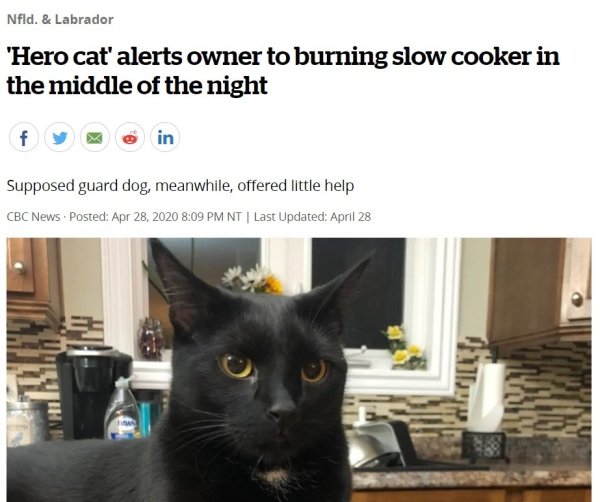 cat saves scott white life - Nfld. & Labrador 'Hero cat' alerts owner to burning slow cooker in the middle of the night f in Supposed guard dog, meanwhile, offered little help Cbc News. Posted Nt | Last Updated April 28