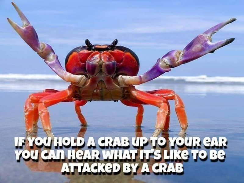 If You Hold A Crab Up To Your Car You Can Hear What It'S To Be Attacked By A Crab