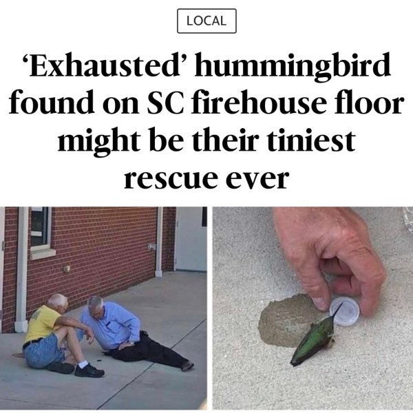 floor - Local Exhausted' hummingbird found on Sc firehouse floor might be their tiniest rescue ever