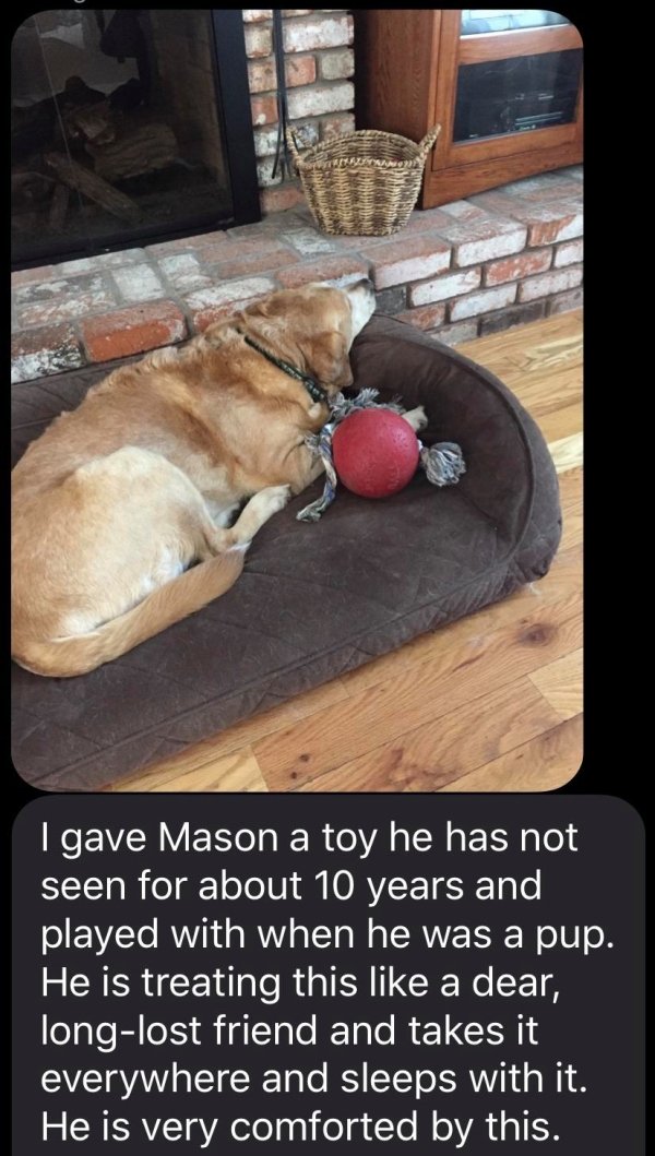 dog - Sa Basic si I gave Mason a toy he has not seen for about 10 years and played with when he was a pup. He is treating this a dear, longlost friend and takes it everywhere and sleeps with it. He is very comforted by this.