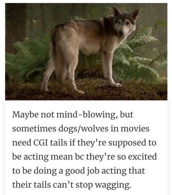 dogs cgi tails - Maybe not mindblowing, but sometimes dogswolves in movies need Cgi tails if they're supposed to be acting mean bc they're so excited to be doing a good job acting that their tails can't stop wagging.