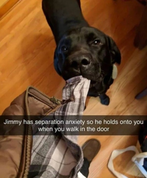 snout - Jimmy has separation anxiety so he holds onto you when you walk in the door