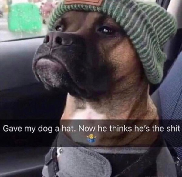 dog thinks he is the shit - Gave my dog a hat. Now he thinks he's the shit