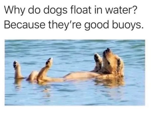 do dogs float in water because they - Why do dogs float in water? Because they're good buoys.