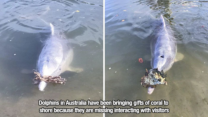 Dolphin - Dolphins in Australia have been bringing gifts of coral to shore because they are missing interacting with visitors