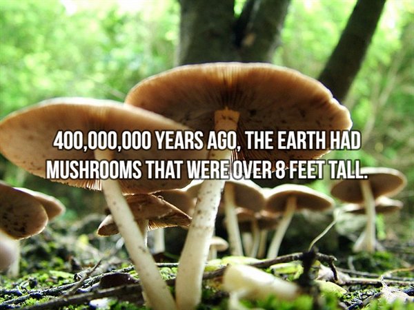 wild edible mushrooms in india - 400,000,000 Years Ago, The Earth Had Mushrooms That Were Over 8 Feet Tall