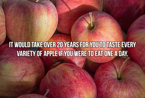apple on table - It Would Take Over 20 Years For You To Taste Every Variety Of Apple If You Were To Eat One A Day.