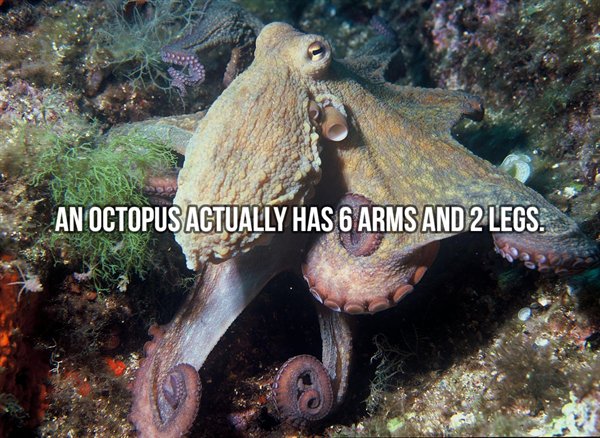 octopus vulgaris - An Octopus Actually Has 6 Arms And 2 Legs.