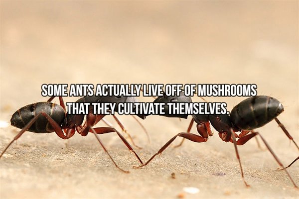 long do ants live - Someants Actually Live Off Of Mushrooms That They Cultivate Themselves.