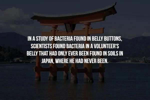 chinese architecture - In A Study Of Bacteria Found In Belly Buttons, Scientists Found Bacteria In A Volunteer'S Belly That Had Only Ever Been Found In Soils In Japan, Where He Had Never Been.