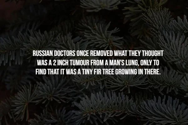 spruce - Russian Doctors Once Removed What They Thought Was A 2 Inch Tumour From A Man'S Lung, Only To Find That It Was A Tiny Fir Tree Growing In There.