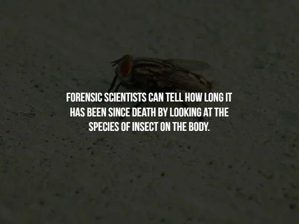 photo caption - Forensic Scientists Can Tell How Long It Has Been Since Death By Looking At The Species Of Insect On The Body.