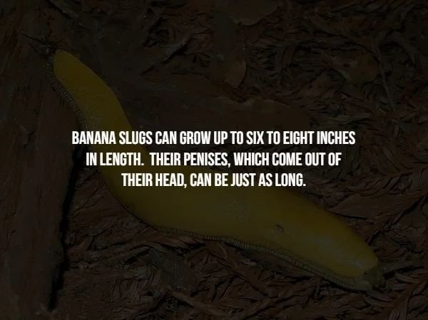 Banana Slugs Can Grow Up To Six To Eight Inches In Length. Their Penises, Which Come Out Of Their Head, Can Be Just As Long.