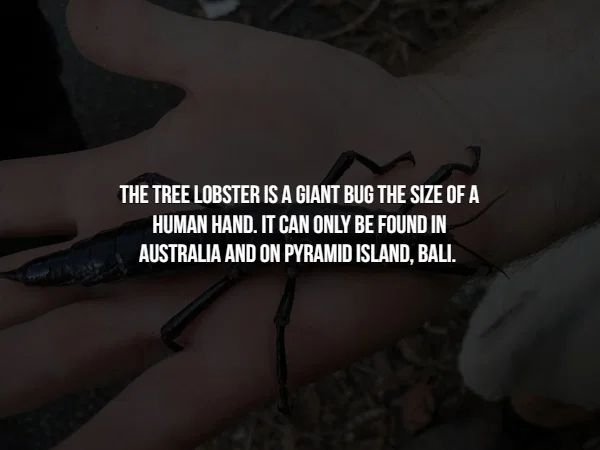 hand - The Tree Lobster Is A Giant Bug The Size Of A Human Hand. It Can Only Be Found In Australia And On Pyramid Island, Bali.