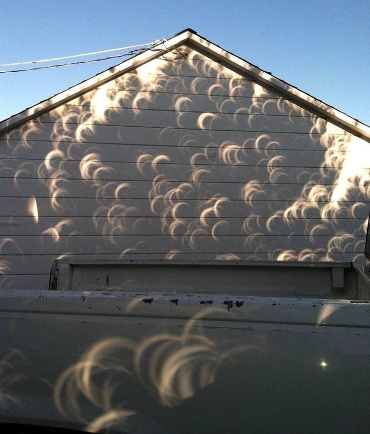 solar eclipse trees