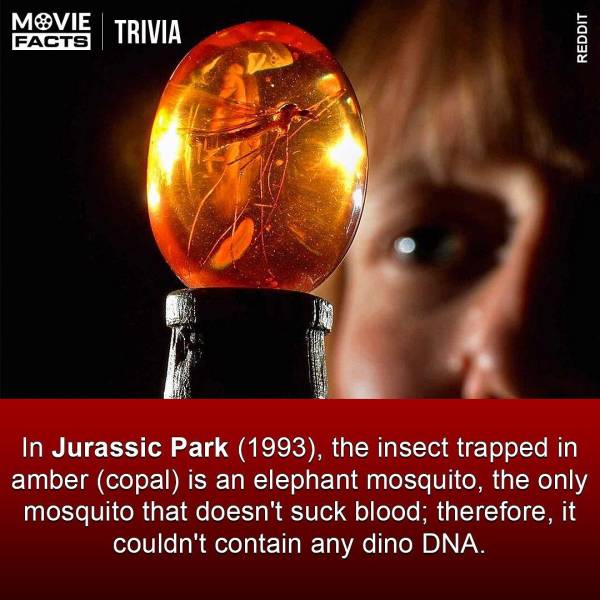 jurassic park mosquito in amber - Movie Trivia Facts Reddit In Jurassic Park 1993, the insect trapped in amber copal is an elephant mosquito, the only mosquito that doesn't suck blood; therefore, it couldn't contain any dino Dna.