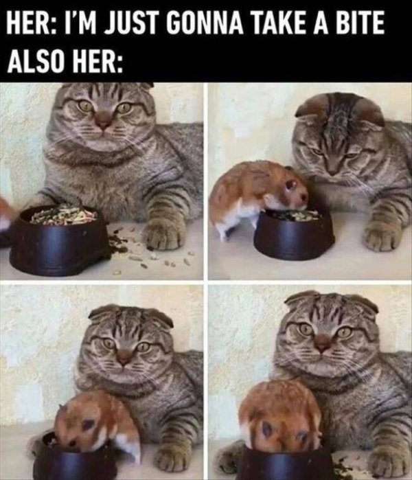 good animal memes - Her I'M Just Gonna Take A Bite Also Her