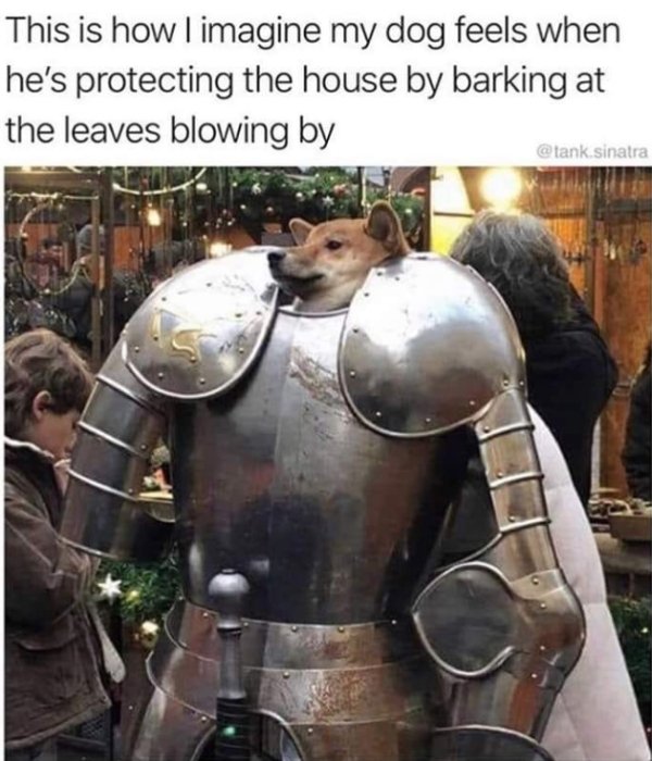 sir doggo - This is how I imagine my dog feels when he's protecting the house by barking at the leaves blowing by sinatra