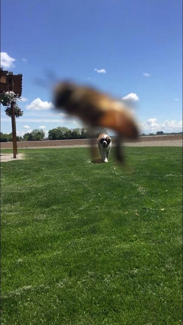 bug flying in front of camera lens and causing blur in photo