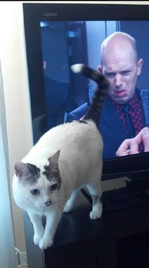 guy on tv looking disgusted as cat puts its butt in front of the tv