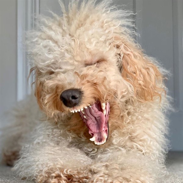 dog yawning looks like its barking