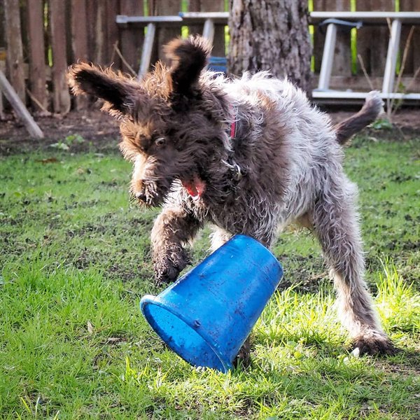 dog surprised when it runs into a plastic bucket