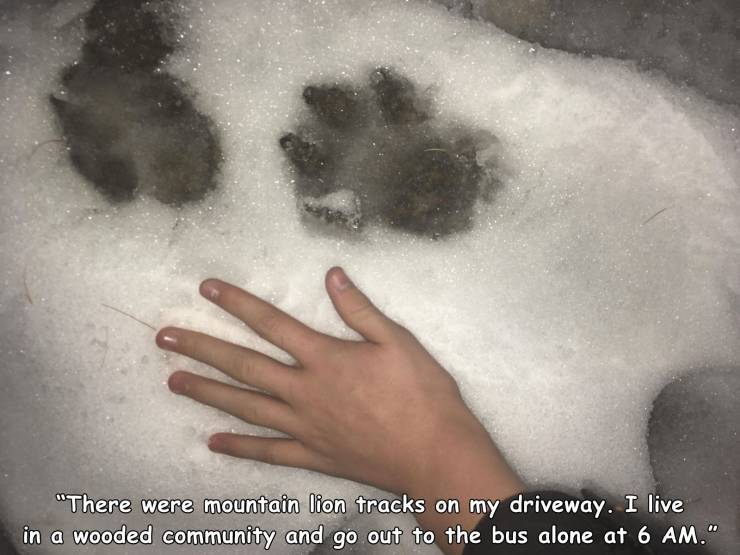 hand - "There were mountain lion tracks on my driveway. I live in a wooded community and go out to the bus alone at 6 Am."